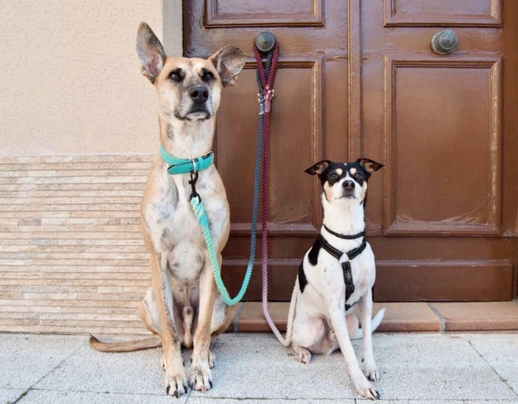 ANNA Colour-Blast Rope Dog Leash – Hand-Dyed 100% Cotton | Pawsome Pets New York