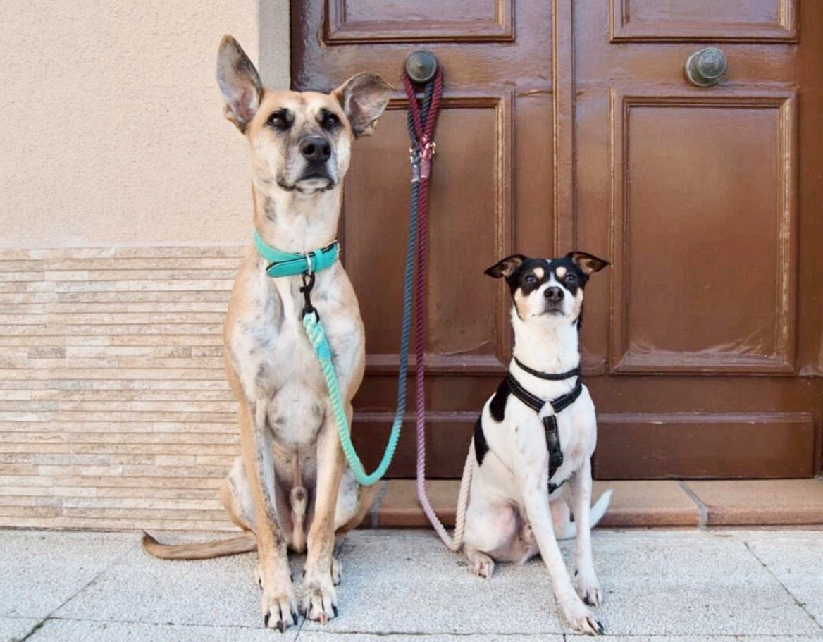 ANNA Colour-Blast Rope Dog Leash – Hand-Dyed 100% Cotton | Pawsome Pets New York
