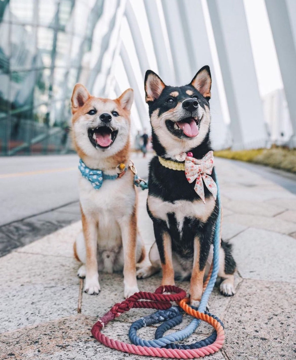 ANNA Colour-Blast Rope Dog Leash – Hand-Dyed 100% Cotton | Pawsome Pets New York